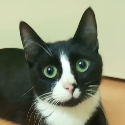Chloe