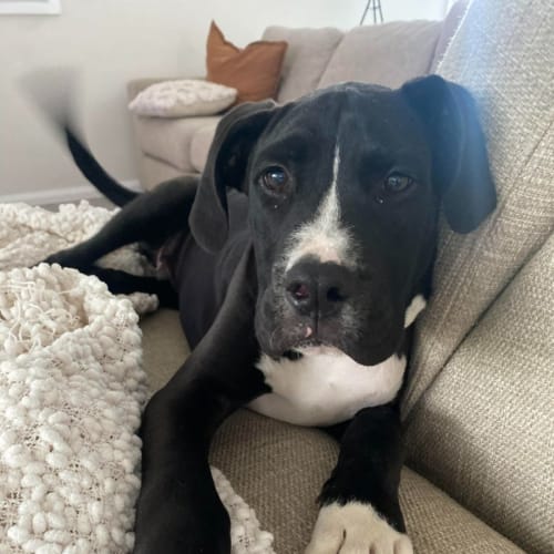 Butch - 4 Month Old Mastiff X (On Trial)
