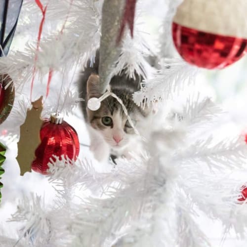 Kai ~ Meet me @ PETstock Keysborough