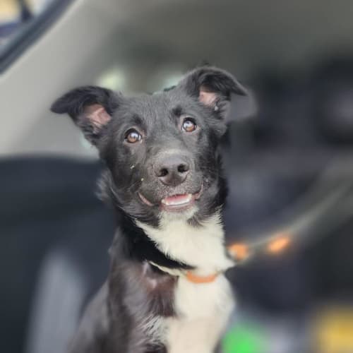 Banjo