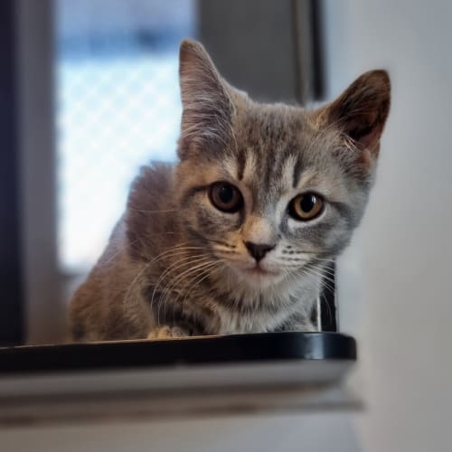 Ella
