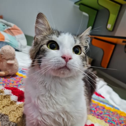 Pablo