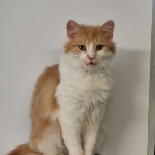 Leo