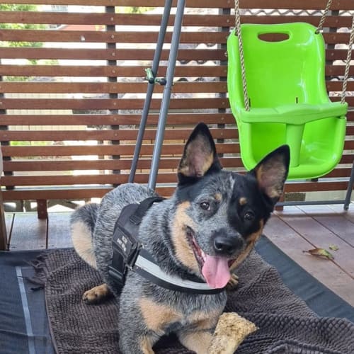 Scout