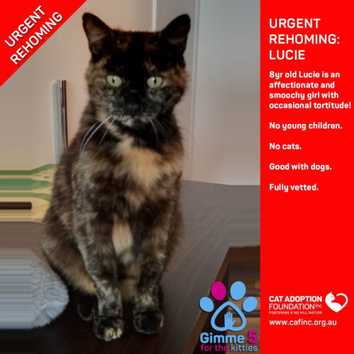 Lucie Private Rehoming No Charge!