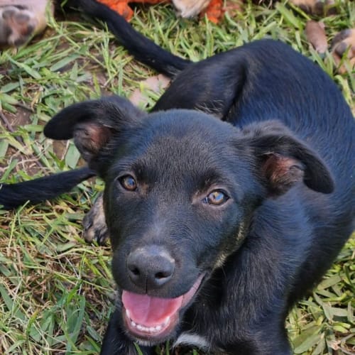 Kelpie pups