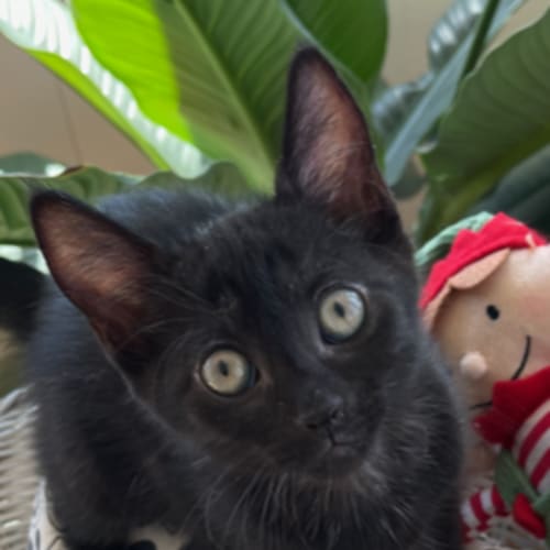 Milo