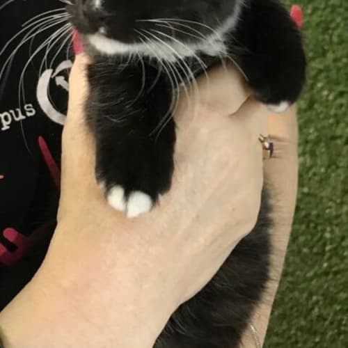 Oreo