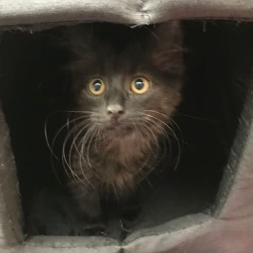 Frankie