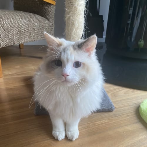 Tiana