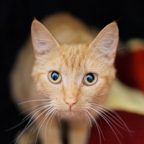 Apricot