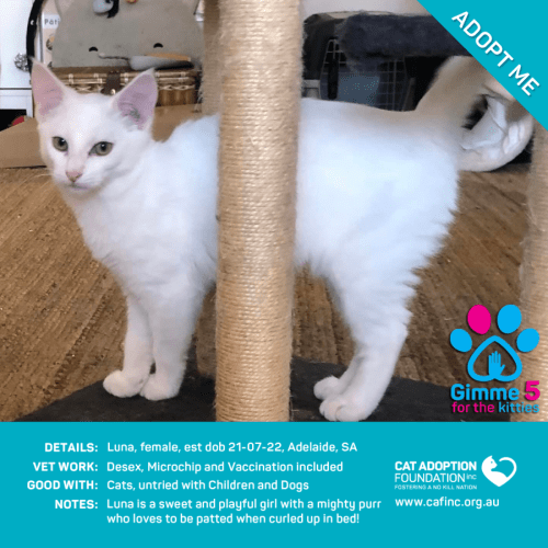 Luna Just $39 Limited Time!