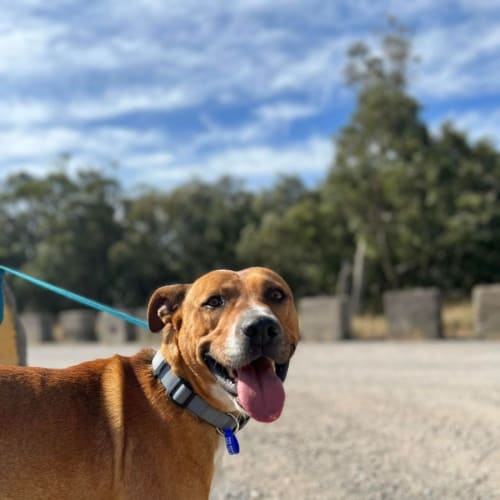 Chance - 2 Year Old Staffy X (On Trial 10/6/23)