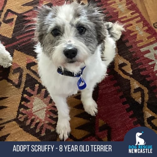 Scruffy - 8 yo Terrier X (On trial 27/12/22)