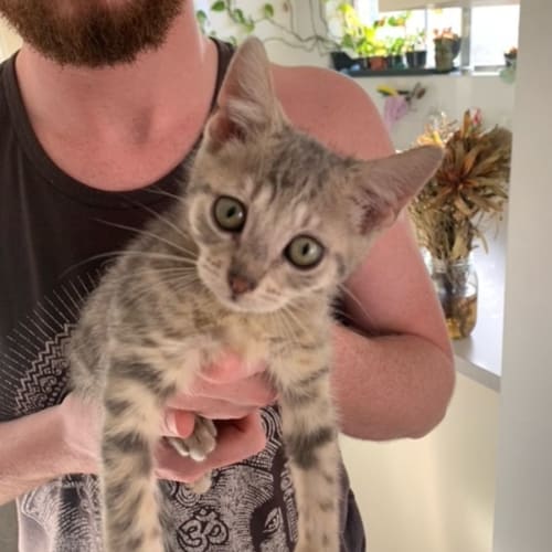 Cleo 