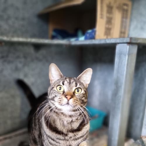 Jasper