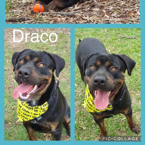 Draco