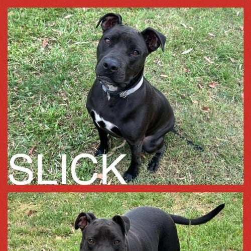 Slick