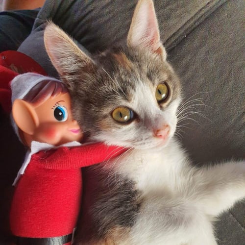 Harley 