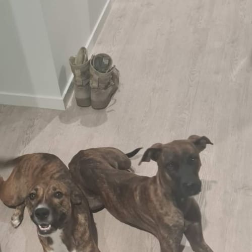 Xena and Koda