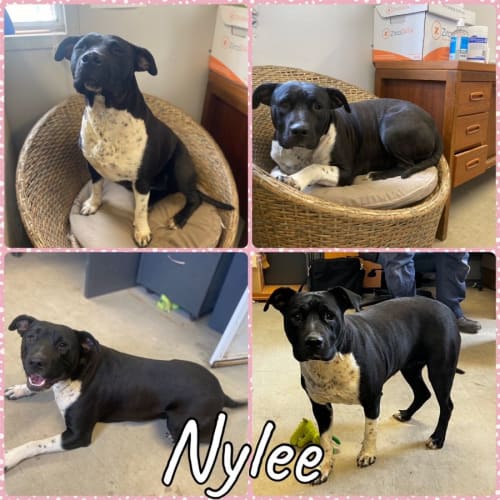 Nylee
