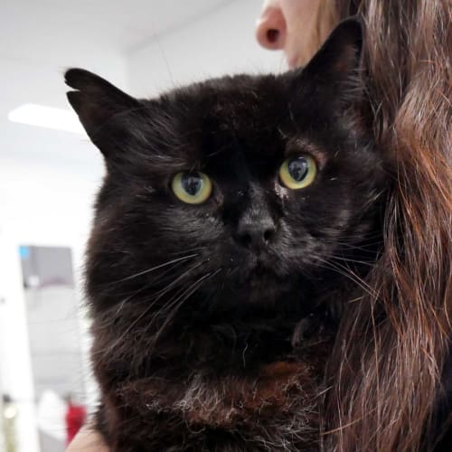 Jag - STA009000 Permanent Foster Home