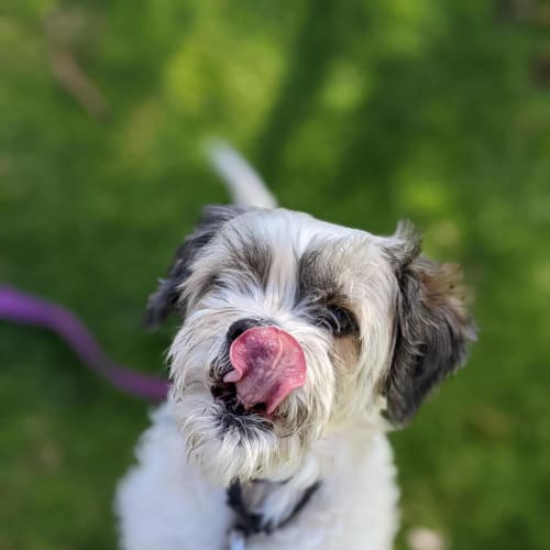 Gizmo