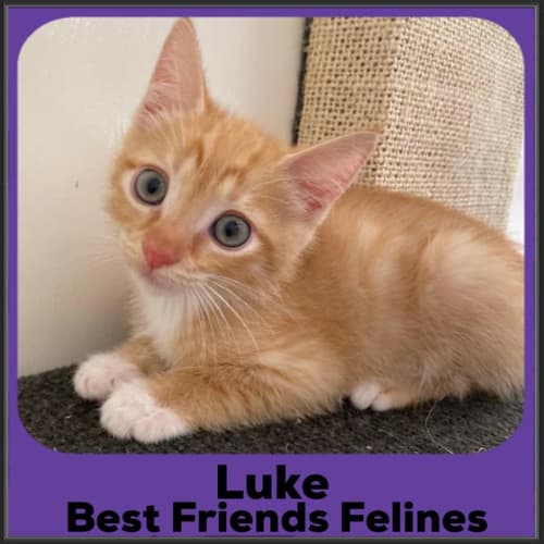 Luke 