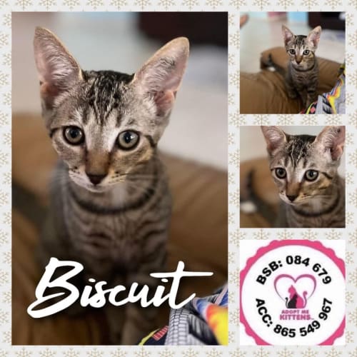 Biscuit