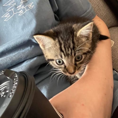 Little Cato