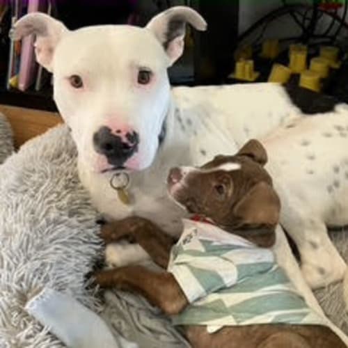 Cho