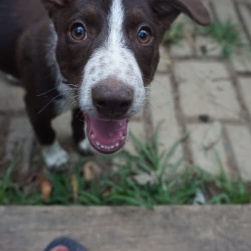 Duke