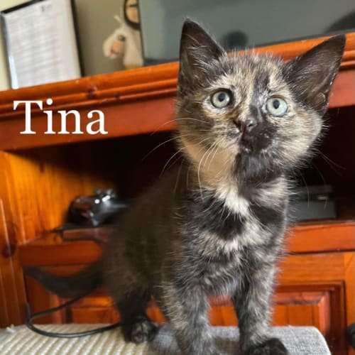 Tina