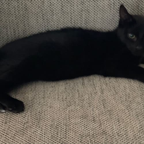 Mickey-meet me at Petstock Chelsea store