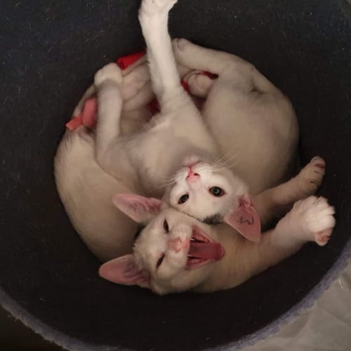 Mr T and Dottie