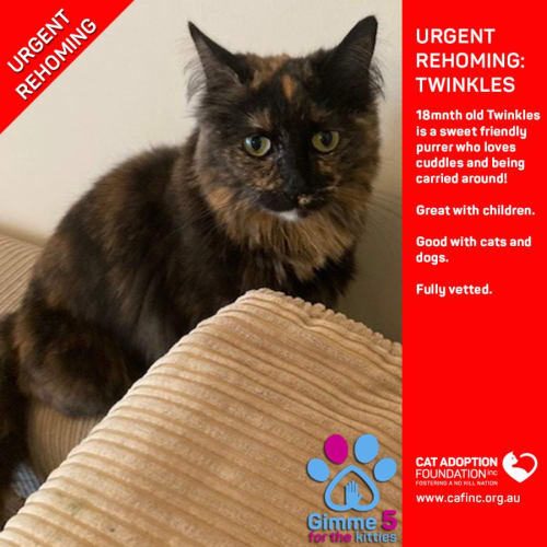 Twinkles Private Rehoming No Charge!