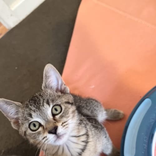 Piper - Located in Preston