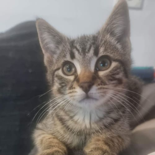 Harvey 