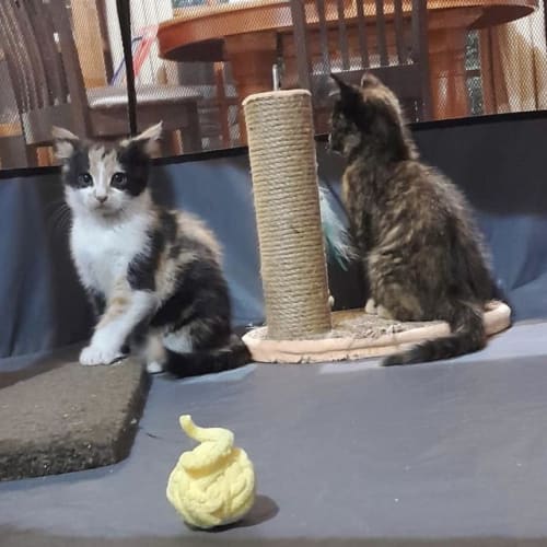 Cookie **2nd Chance Cat Rescue**