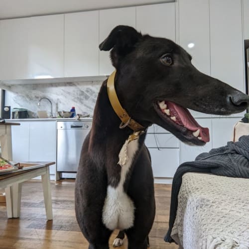 Oscar