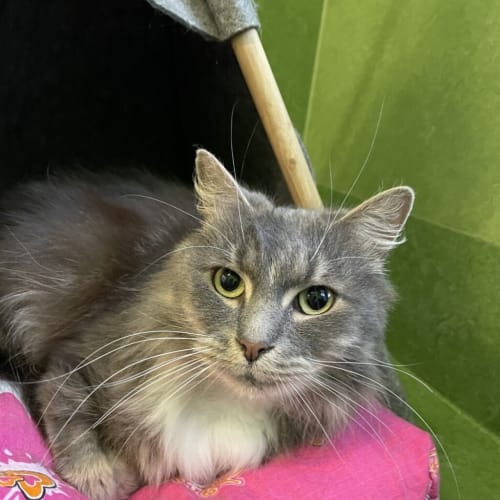 Kenai