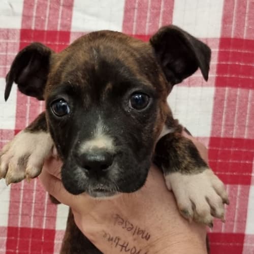 Nova