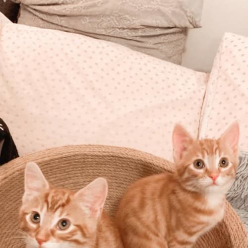 Apollo & Atlas Bobtail