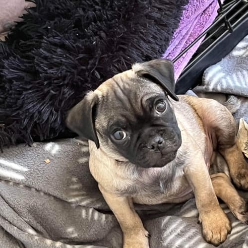 Po, Pepper & Fred - 12 Wk Jack Russell x Pugs
