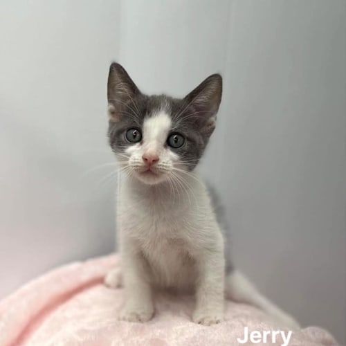 Jerry