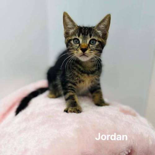 Jordan