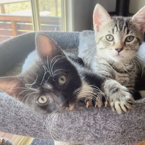 🍸Tom Collins & Negroni🍹