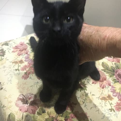 Merlin