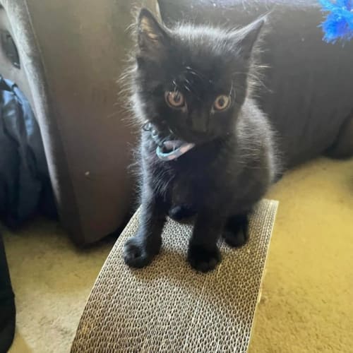Gargamel**2nd Chance Cat Rescue**