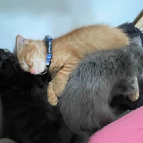 Toulouse**2nd Chance Cat Rescue**